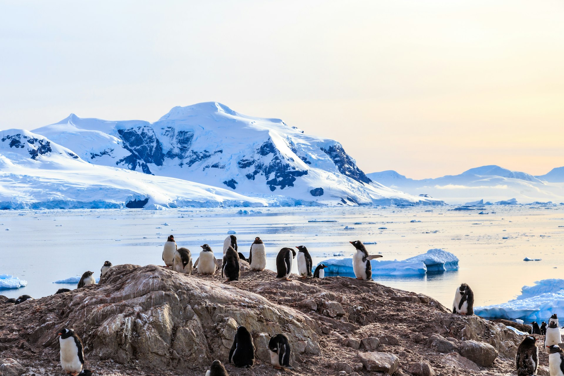 Rocky coastline overcrowded by gentoo penguins and glacier with icebergs in the background at Neco bay, Antarcti