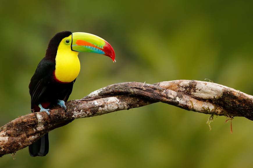 Un oiseau aux couleurs vives avec un grand bec est assis sur une branche dans une forêt au Panama