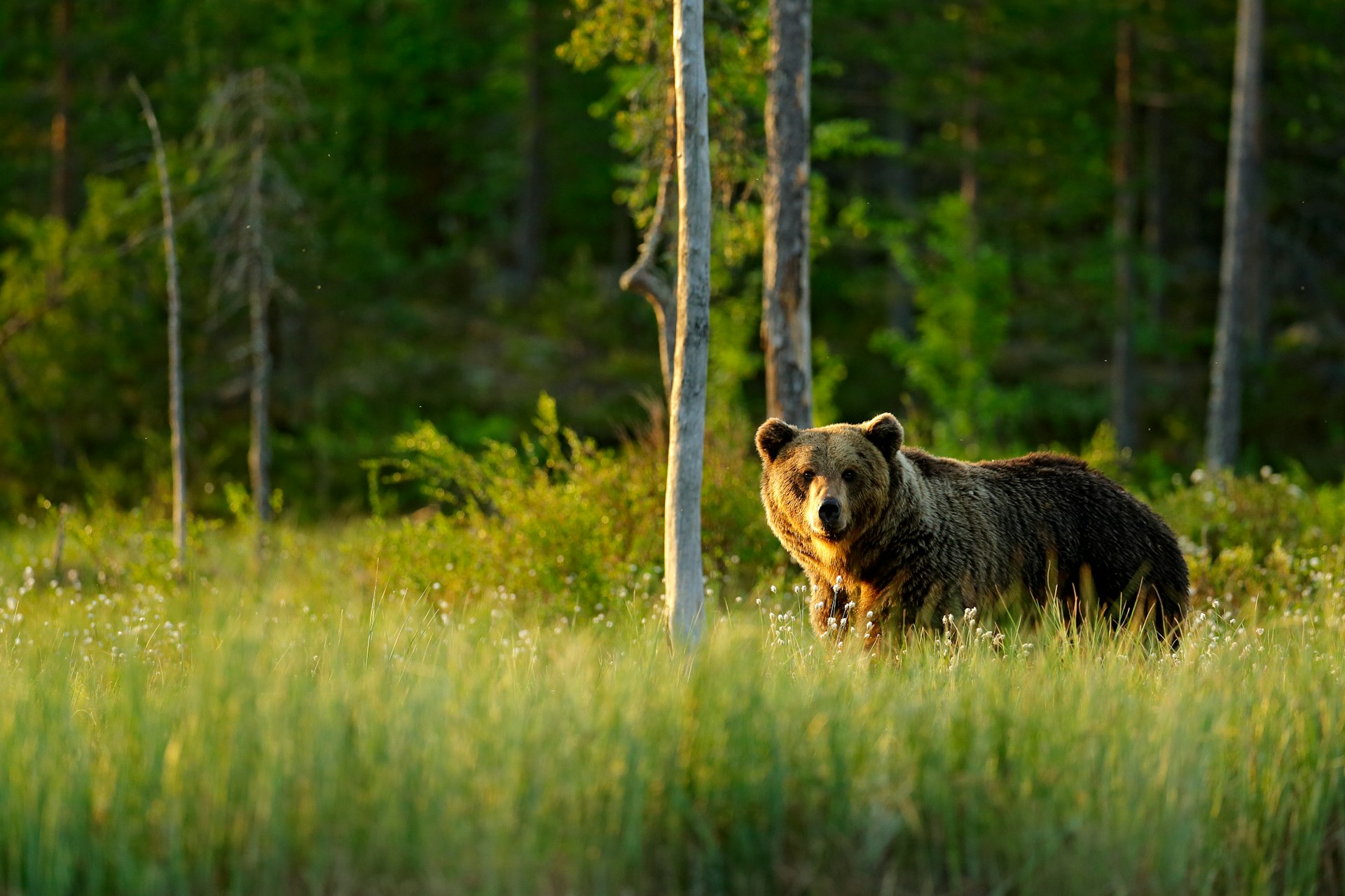 Sunset, morning light with big brown bear walking around lake in the morning light. Dangerous animal in nature forest and meadow habitat: wildlife scene from Finland, near Russian border