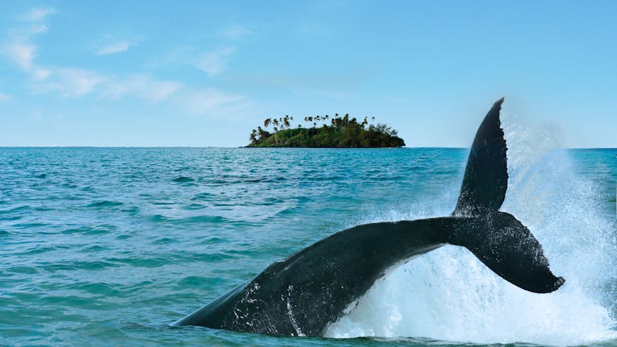 Humpback whale tail rising above the water against a motu (islet) in Rarotonga, Cook Islands, South Pacific 
