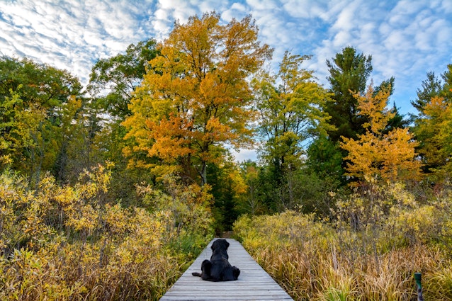 A black dog lying on a dock surrounded by colorful foliage during Autumn in northern WIsconsin.; Shutterstock ID 390677380; your: Brian Healy; gl: 65050; netsuite: Lonely Planet Online Editorial; full: Best places to visit in Wisconsin