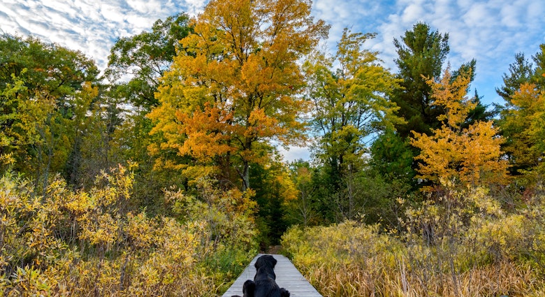 A black dog lying on a dock surrounded by colorful foliage during Autumn in northern WIsconsin.; Shutterstock ID 390677380; your: Brian Healy; gl: 65050; netsuite: Lonely Planet Online Editorial; full: Best places to visit in Wisconsin