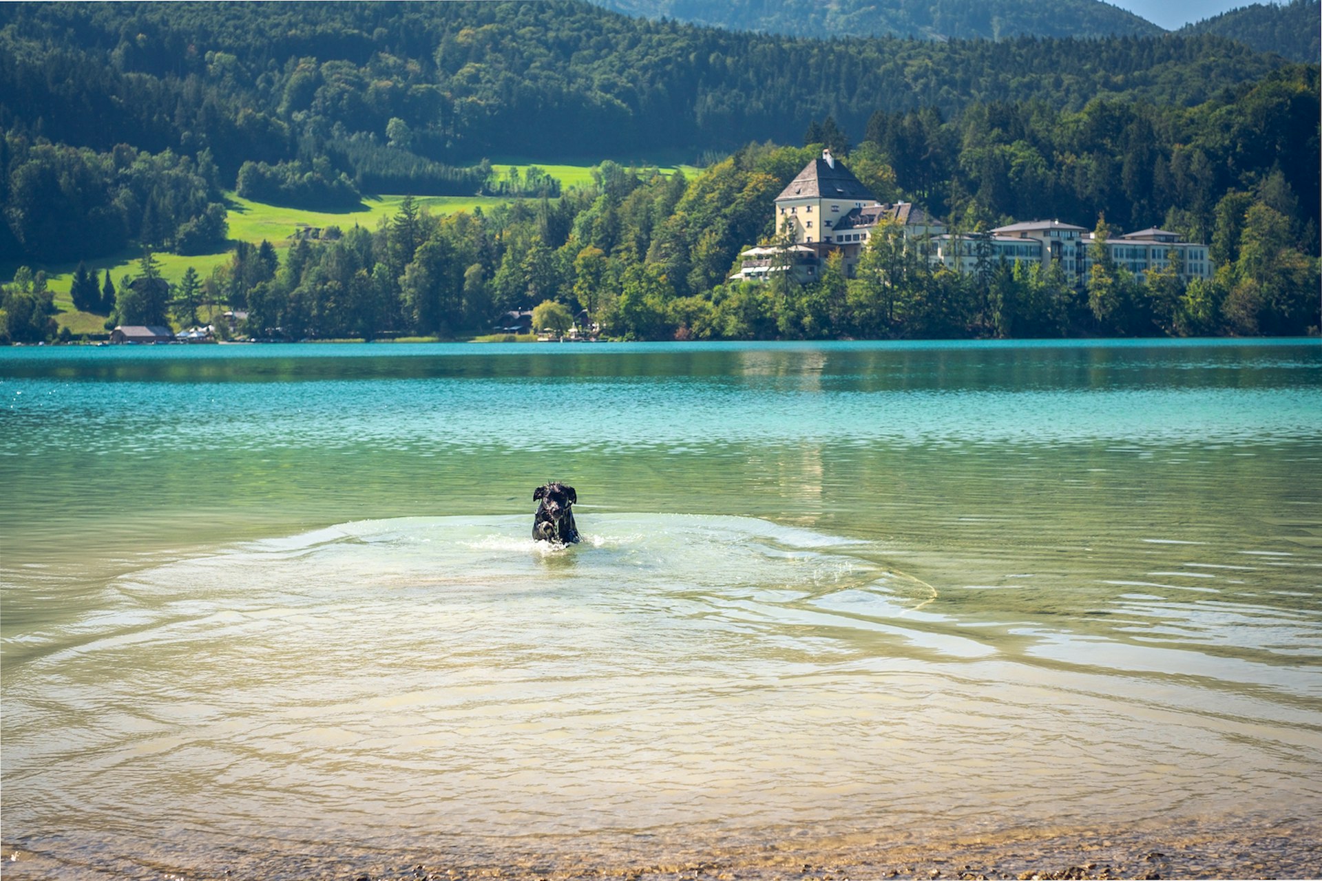 A black dog swims by a beach with Schloss Fuschl in the background at Fuschlsee, Salzkammergut, Austria
