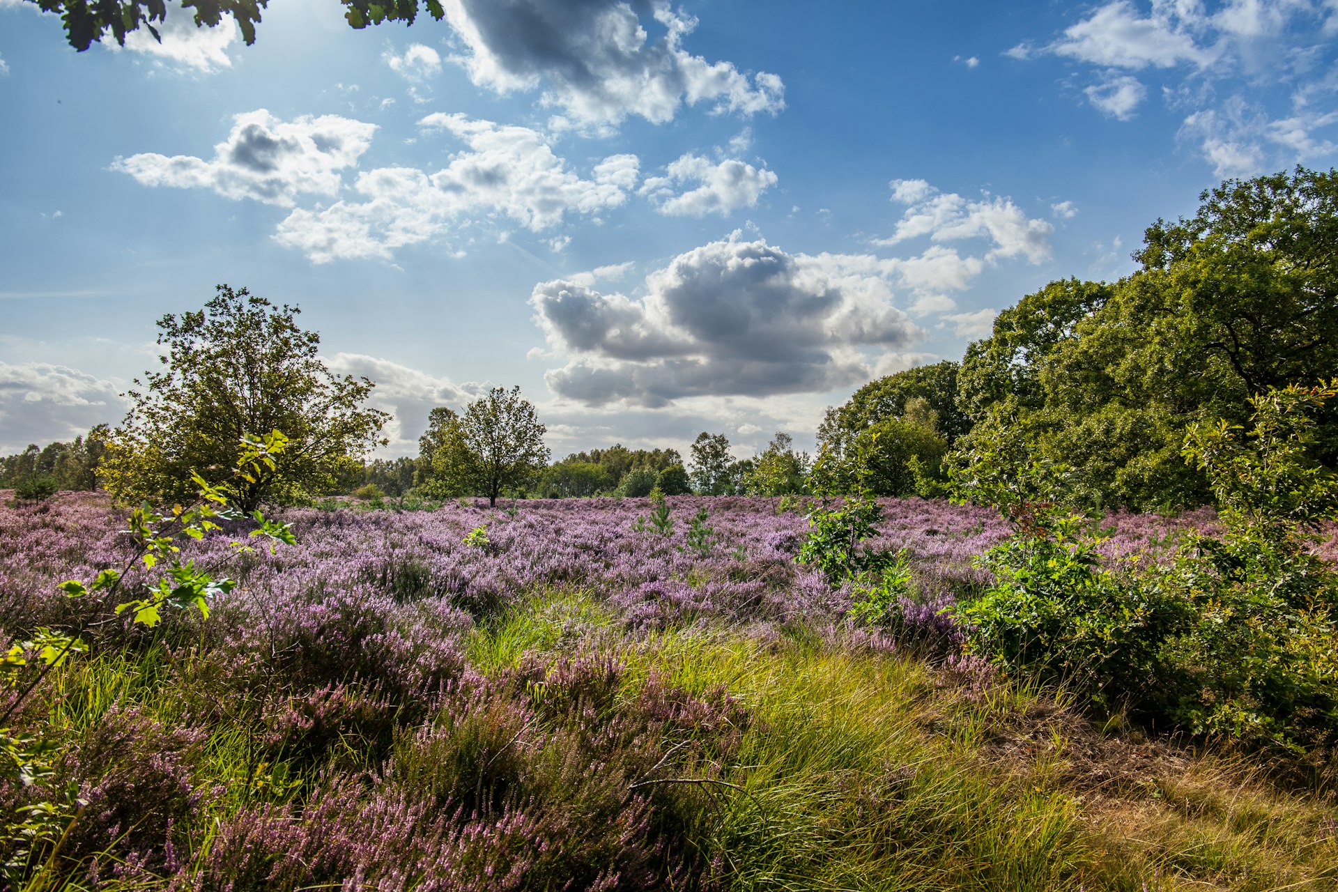 Green countryside and purple heather flowers in Hoge Kempen National Park near the town of Maasmechelen