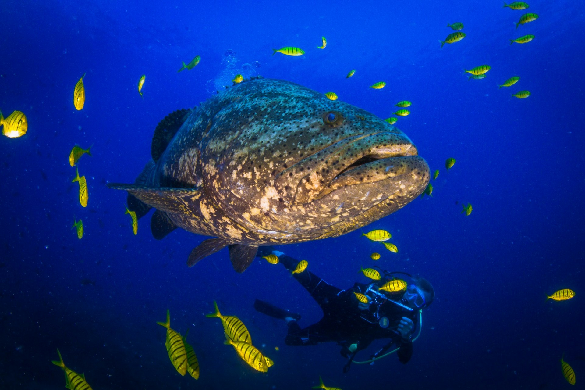 A diver records a large giant potato grouper swimming near the Coiba Islands in Panama. A school of yellow fish surround the grouper.