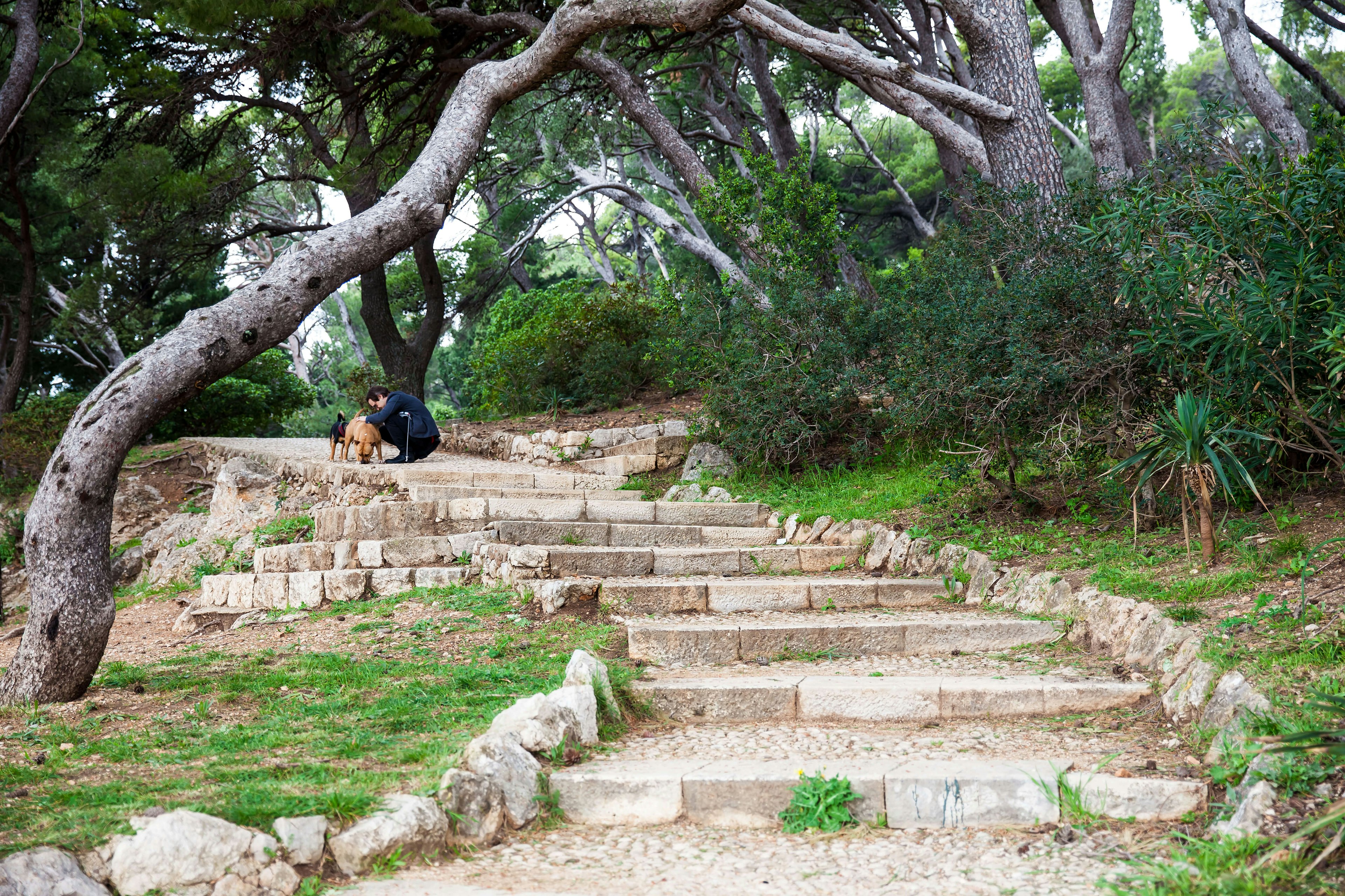 Man with his dogs on a wooded path in Gradac Park, Dubrovnik