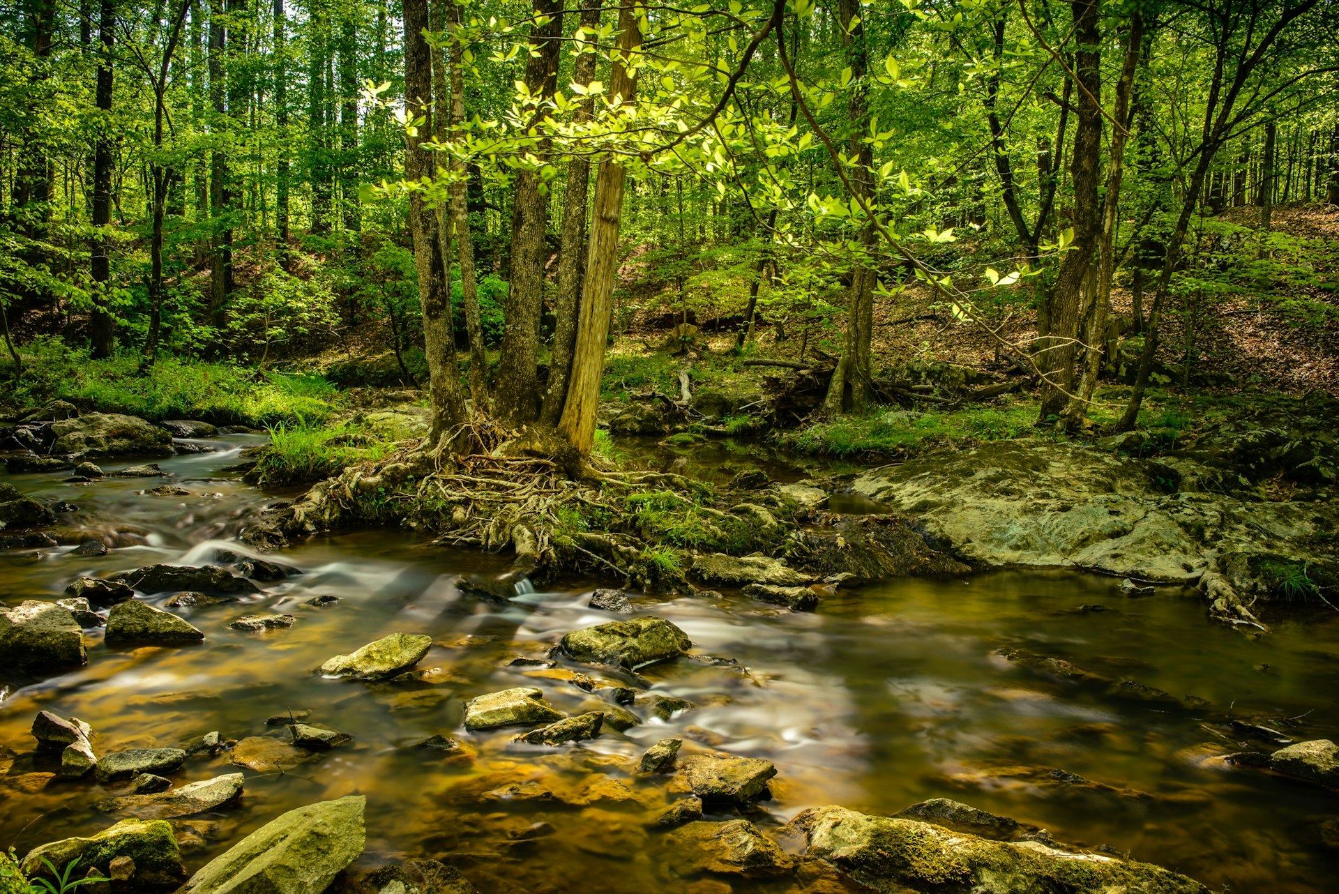 A small stream flows over rocks in the middle of the forested Eno River State Park in Durham, NC