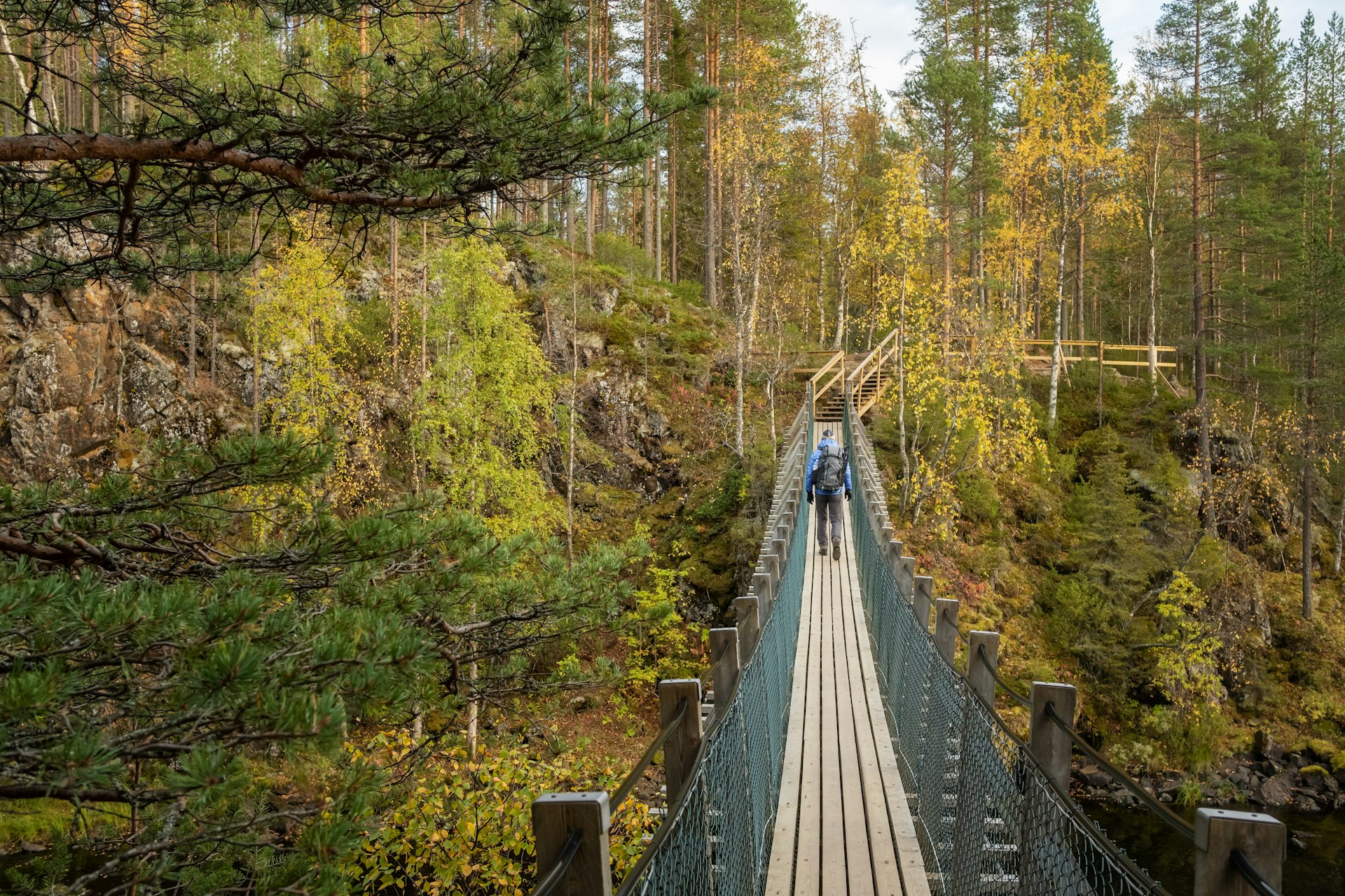 A male hiker walks on a suspension bridge over a rapid river in fall in Oulanka National Park, Finland, Europe