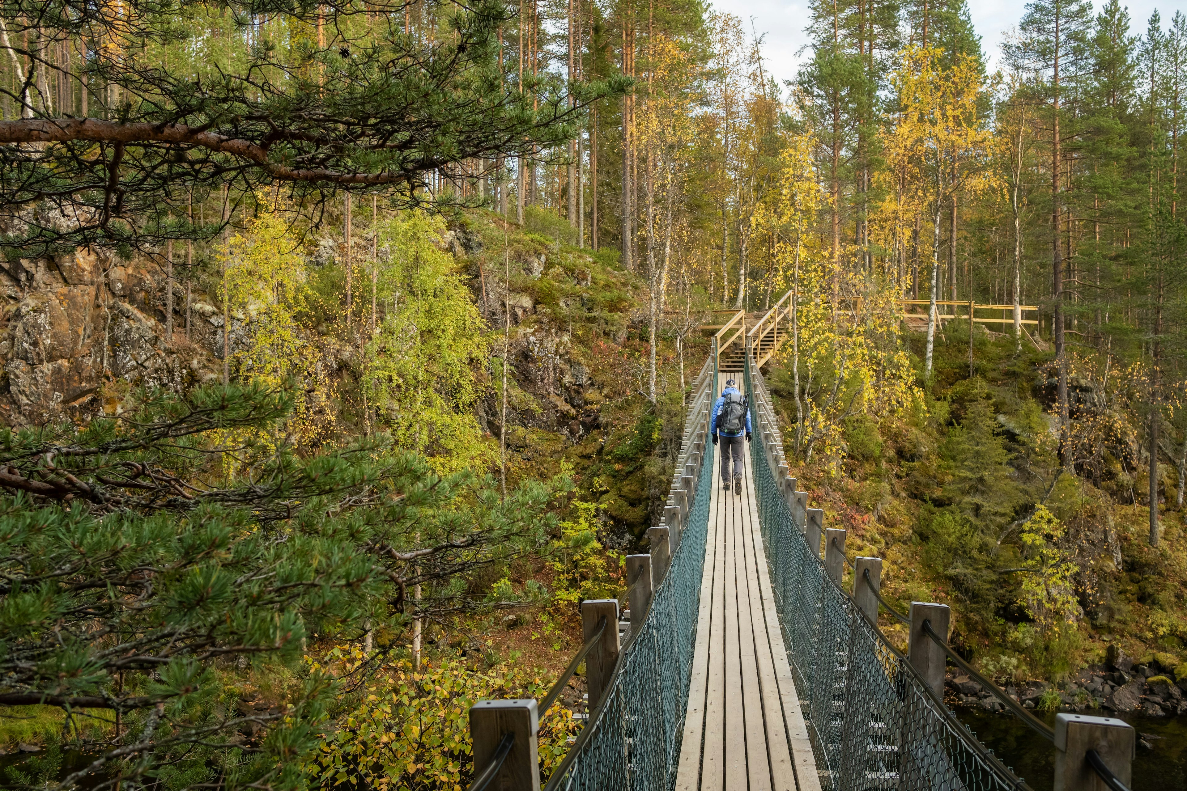 A male hiker walks on a suspension bridge over a rapid river in fall in Oulanka National Park, Finland, Europe