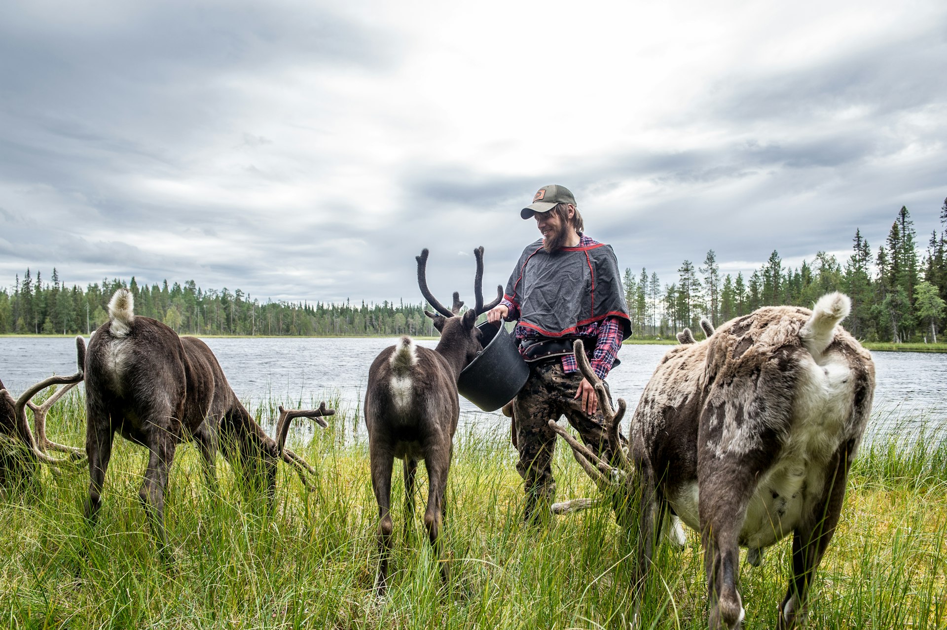 A young man feeds reindeer in a field by a lake in Salla, Lapland, Finland