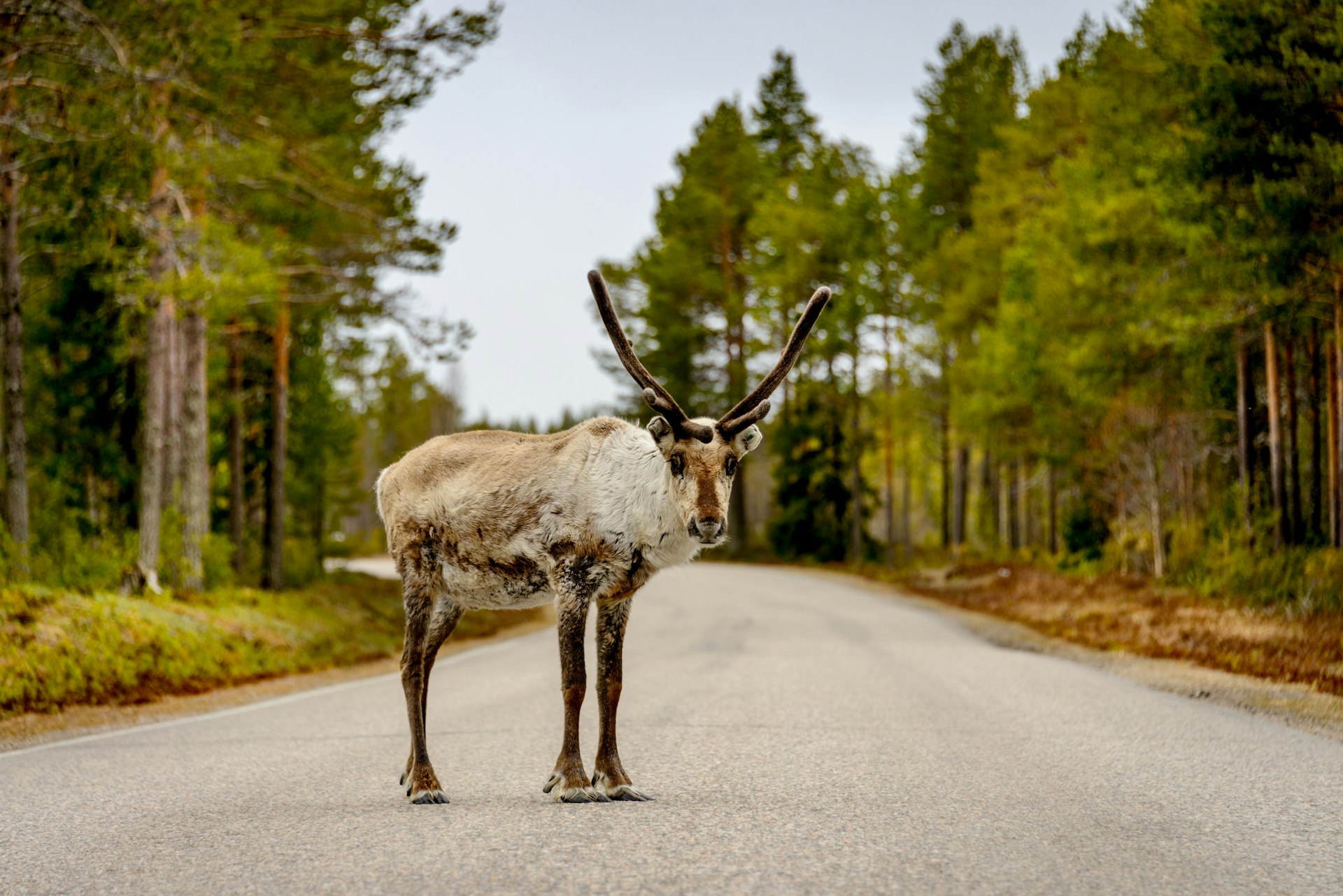 A reindeer in the middle of a road in Lapland, Finland