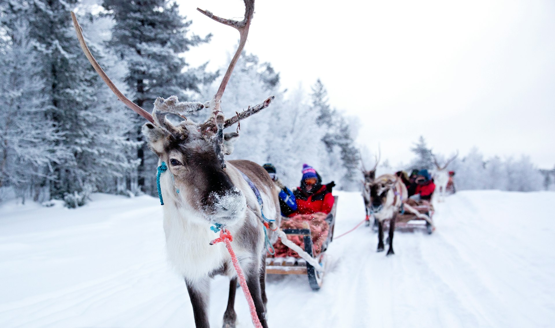 Reindeer pulling sleighs in the snowy landscape of Finnish Lapland