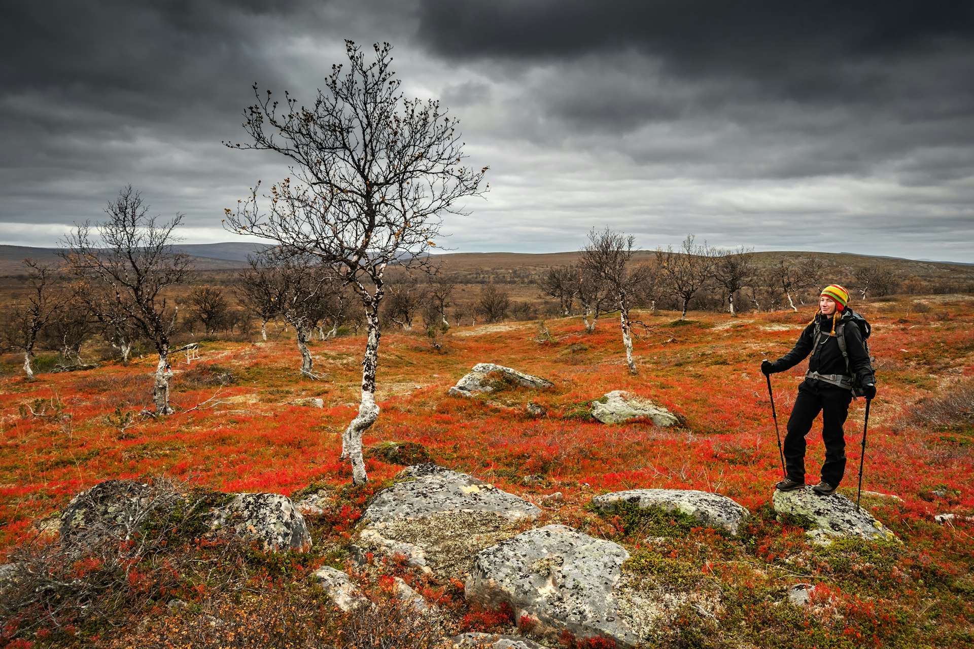 A hiking woman stops among colorful autumn tundra and a dramatic sky in Lapland, Finland