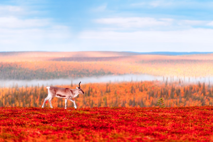 A unicorn reindeer walking early in an autumn morning near Saariselkä, northern Finland.