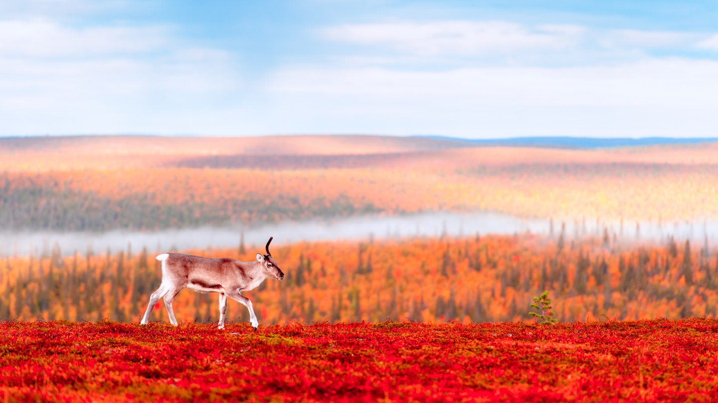 A unicorn reindeer walking early in an autumn morning near Saariselkä, northern Finland.