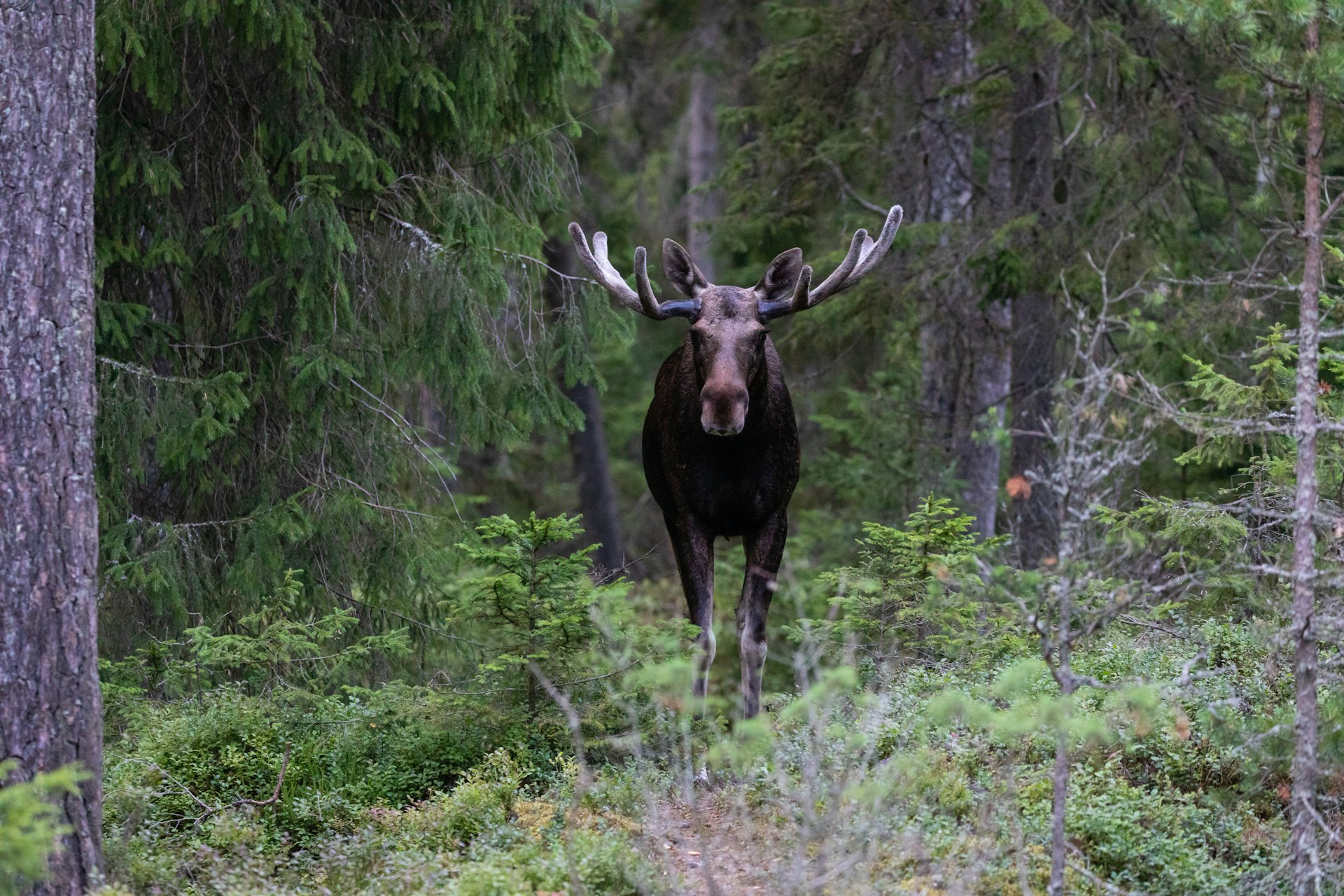 A male elk stares at the camera in a forest in Finland, summer