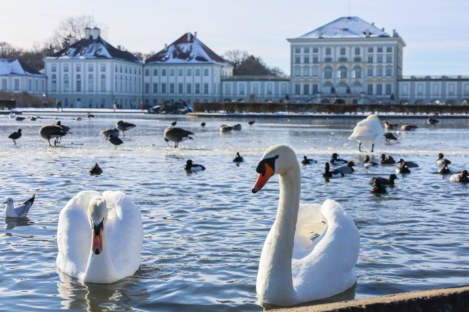 Swans in the pond in front of Nymphenburg Castle, Munich, Bavaria, Germany
