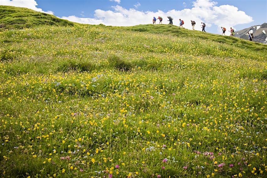 The abundant wildflowers you'll find throughout the Swiss Alps