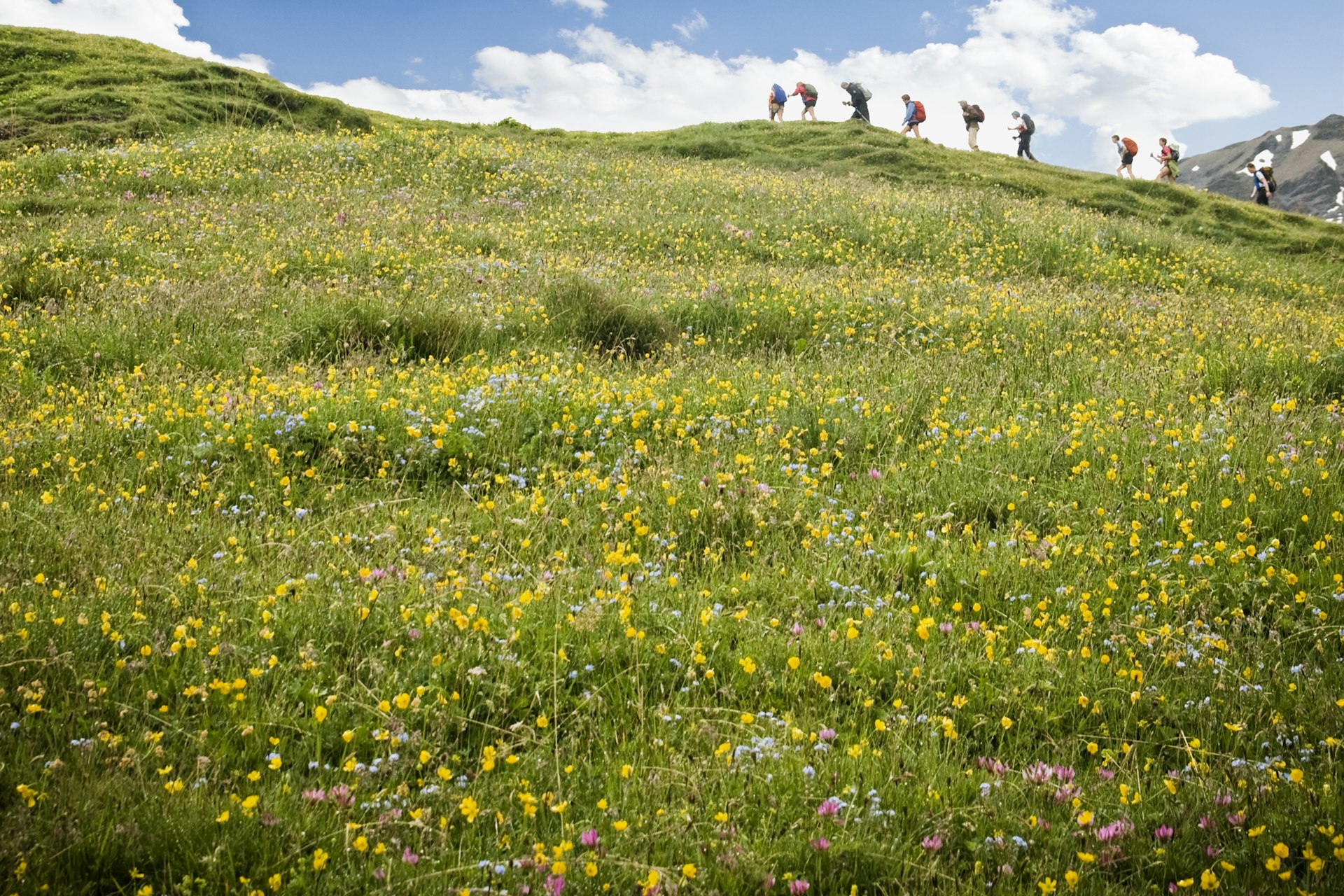 Hikers trek above a field full of colorful flowers in the Swiss Alps 