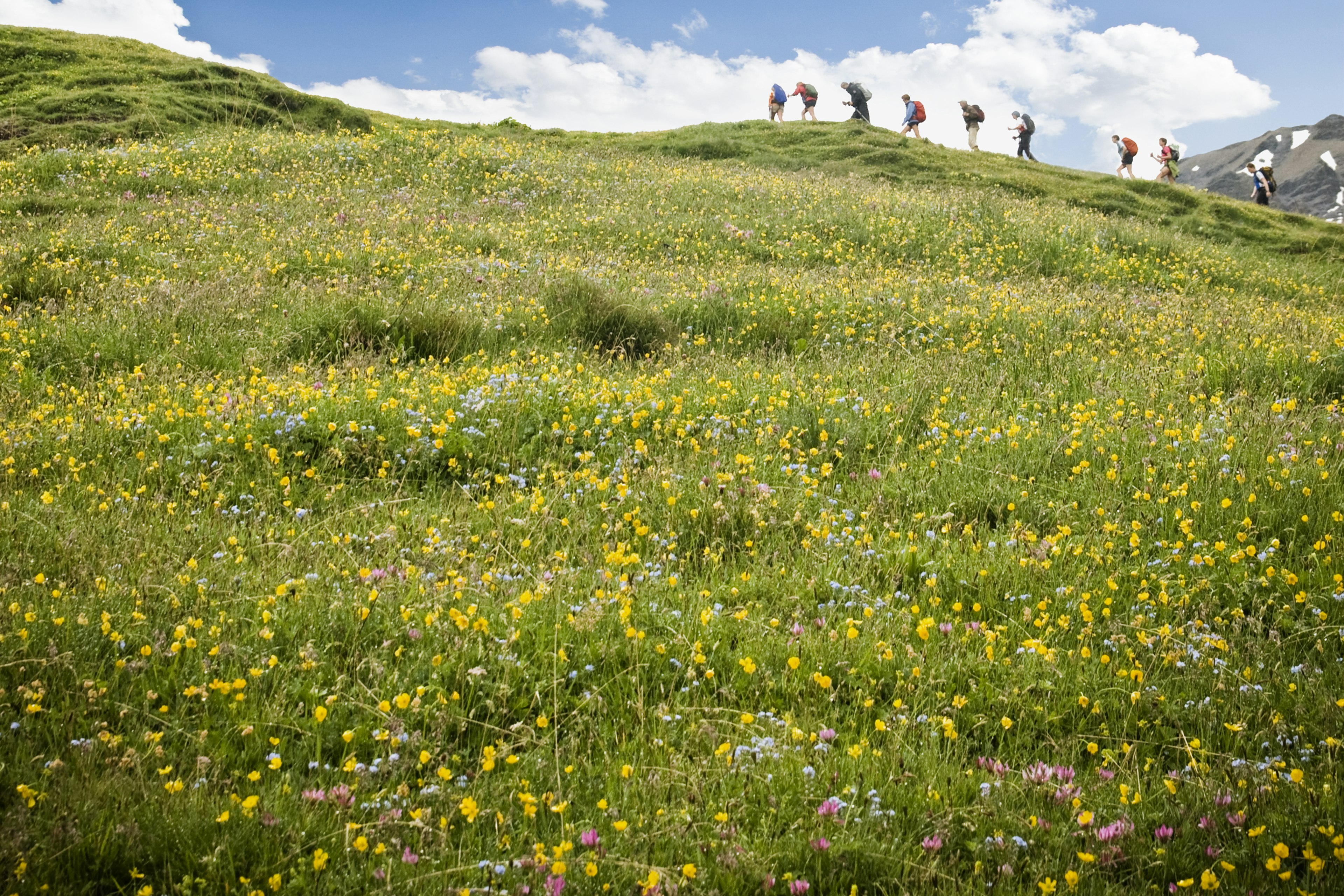 Hikers trek above a field full of colorful flowers in the Swiss Alps