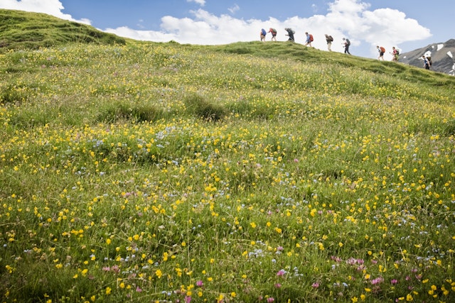 Hikers trek above a field full of colorful flowers in the Swiss Alps