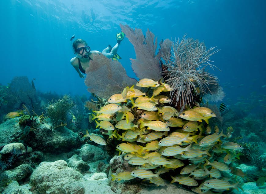 Female snorkeler explores a coral reef in Florida Keys National Marine Sanctuary