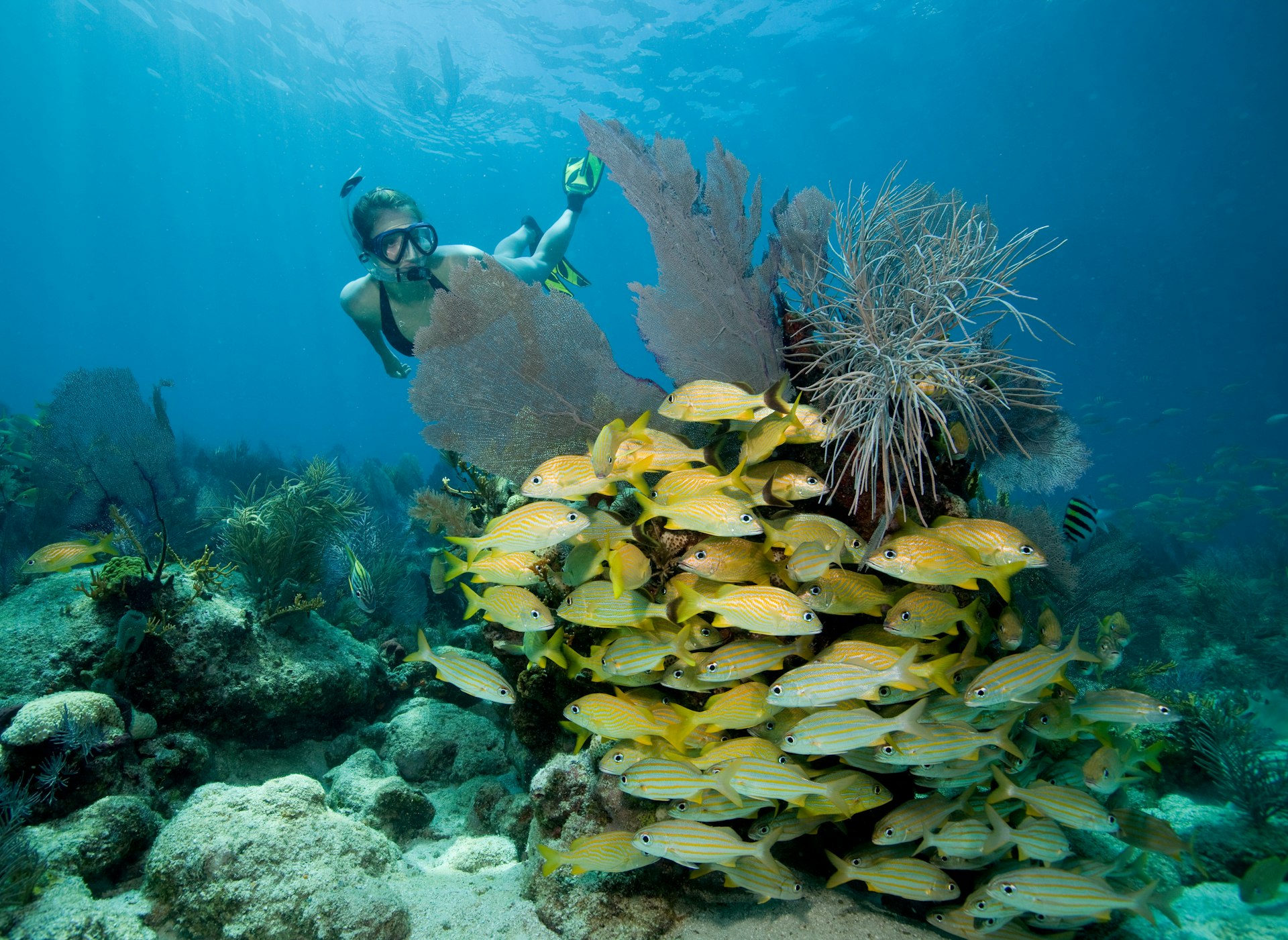 Female snorkeler explores a coral reef in Florida Keys National Marine Sanctuary