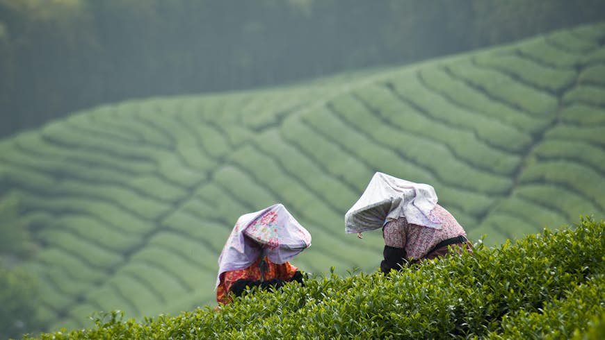 Tea pickers harvesting leaves in Taiwan