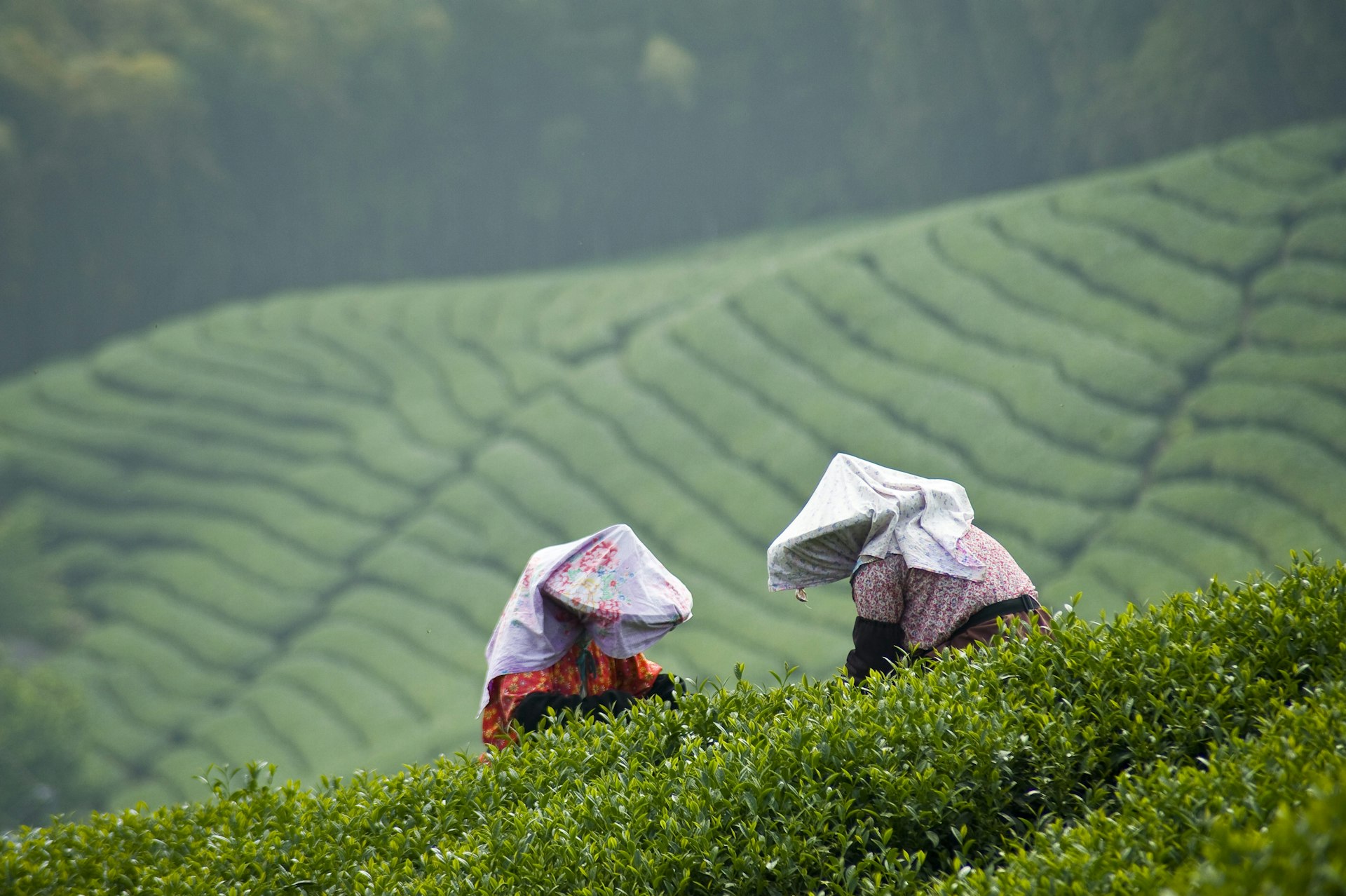 Two Taiwanese women pick tea leaves in conical hats in the hills of Tawian  