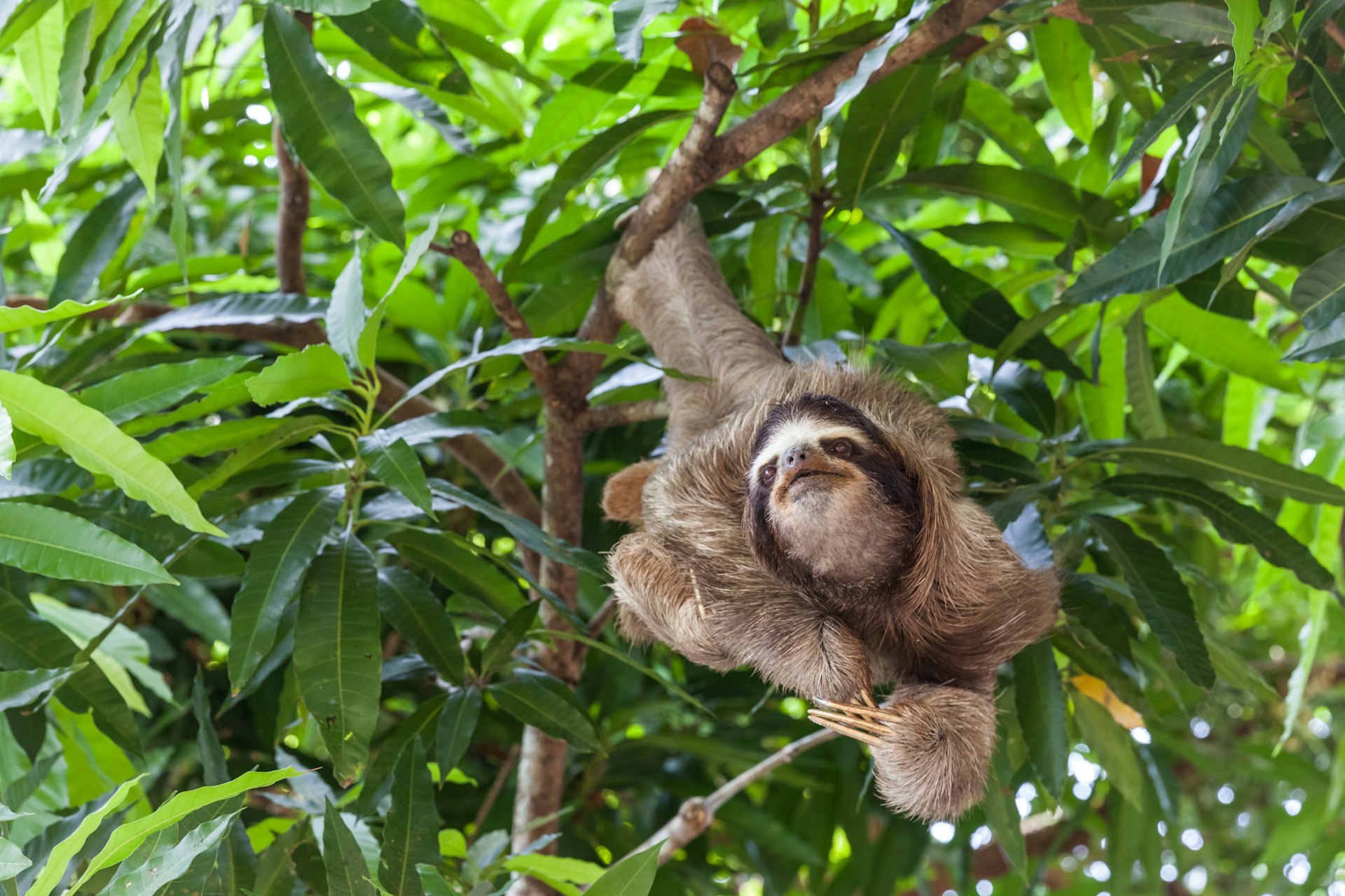 A sloth hangs in a tree in a forested area in Panama 