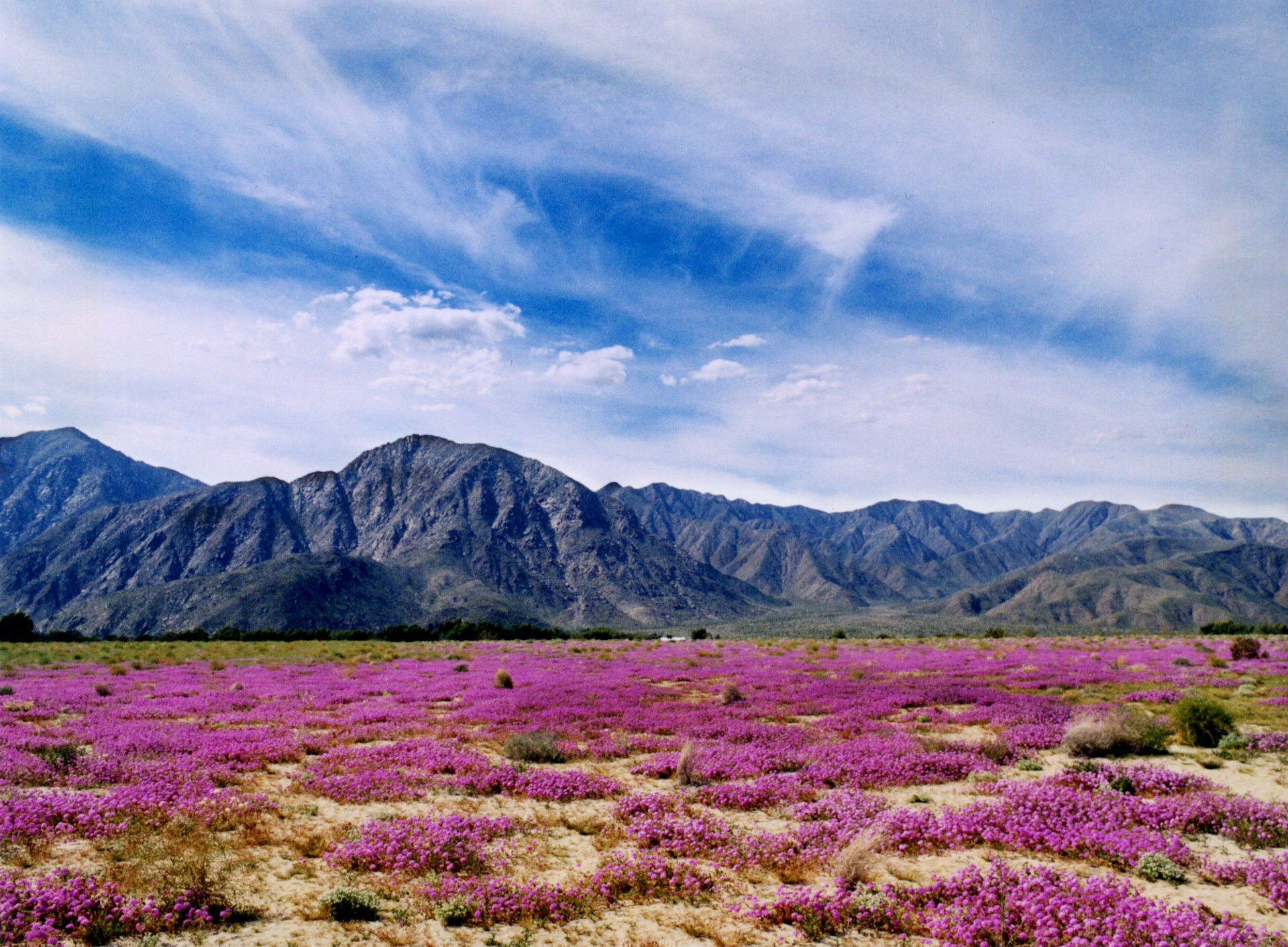 Spring wildflowers in the desert at Anza Borrego Desert State Park, California