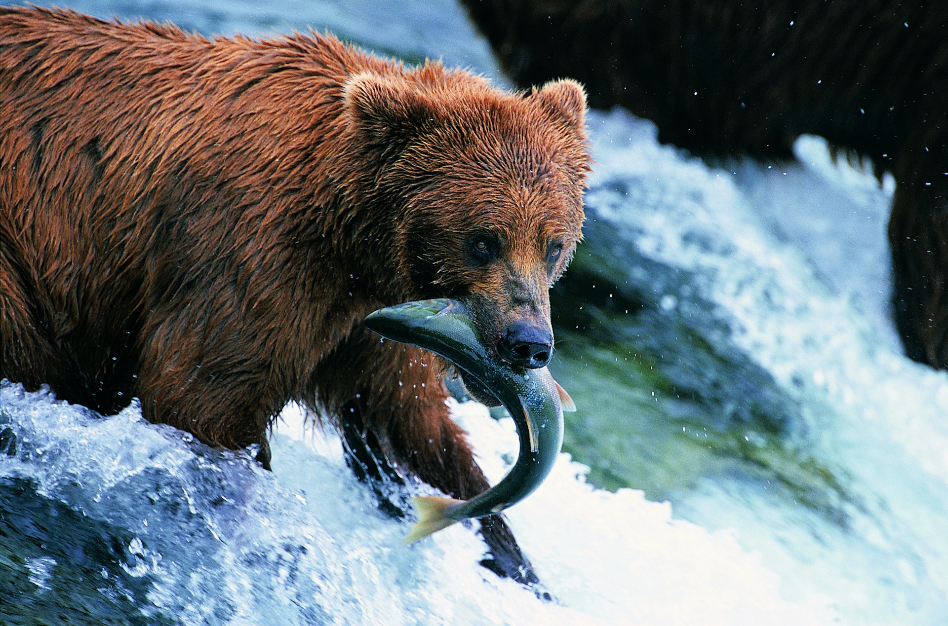 Brown bear with a fish in its mouth at the Brooks River in Katmai National Park