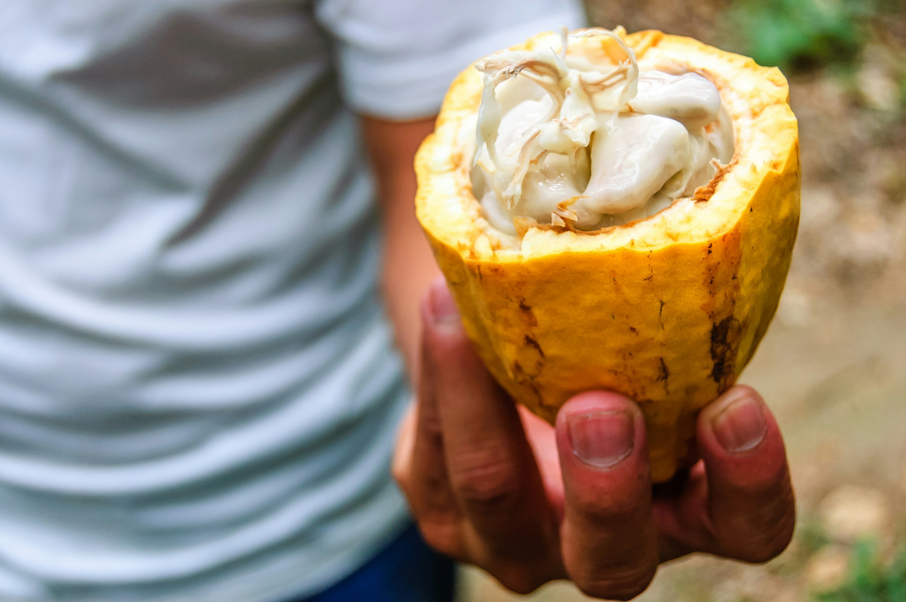 Cacao pod cut open to show cacao beans inside, Guatemala