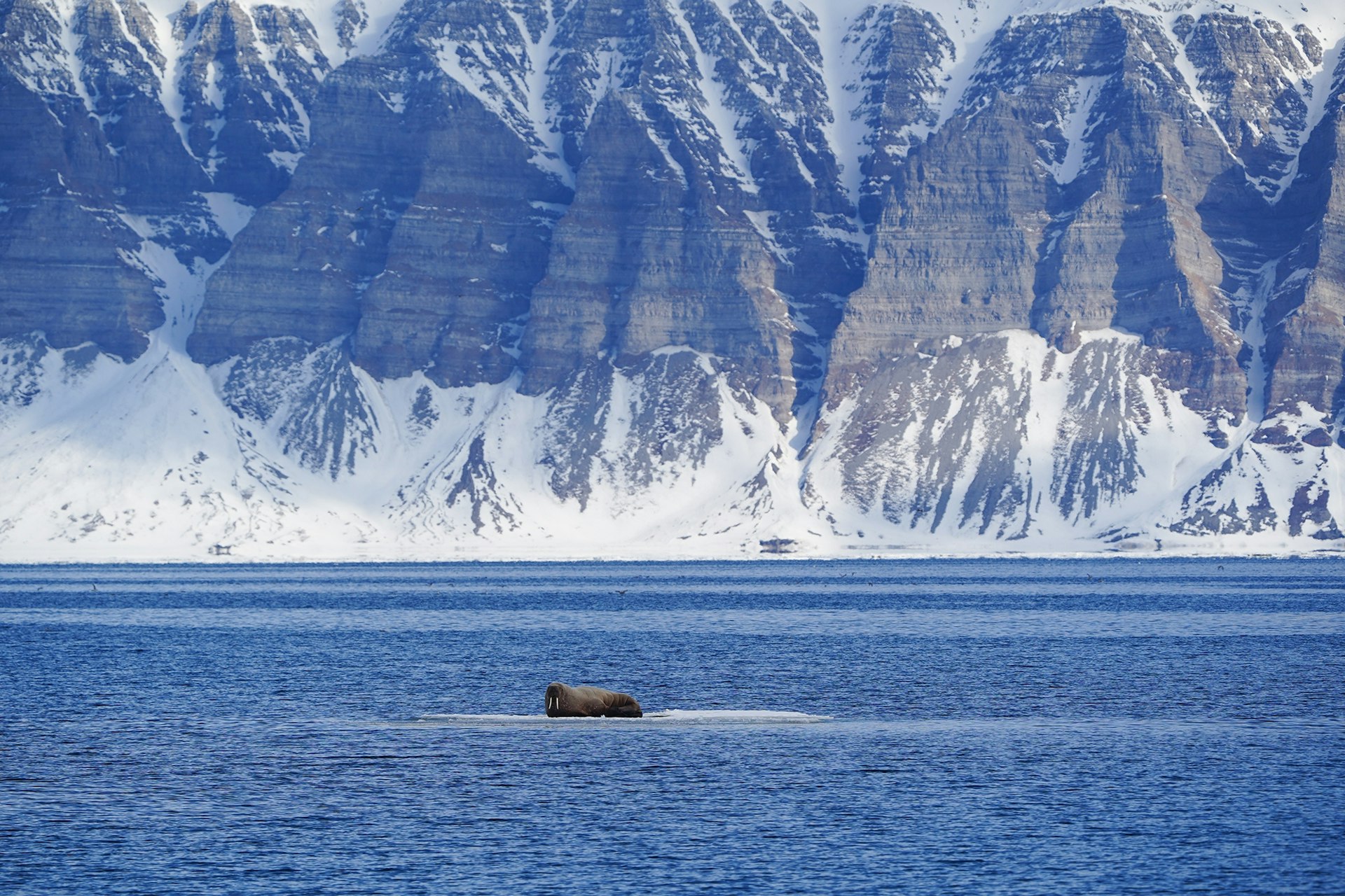 Walrus in Svalbard waters