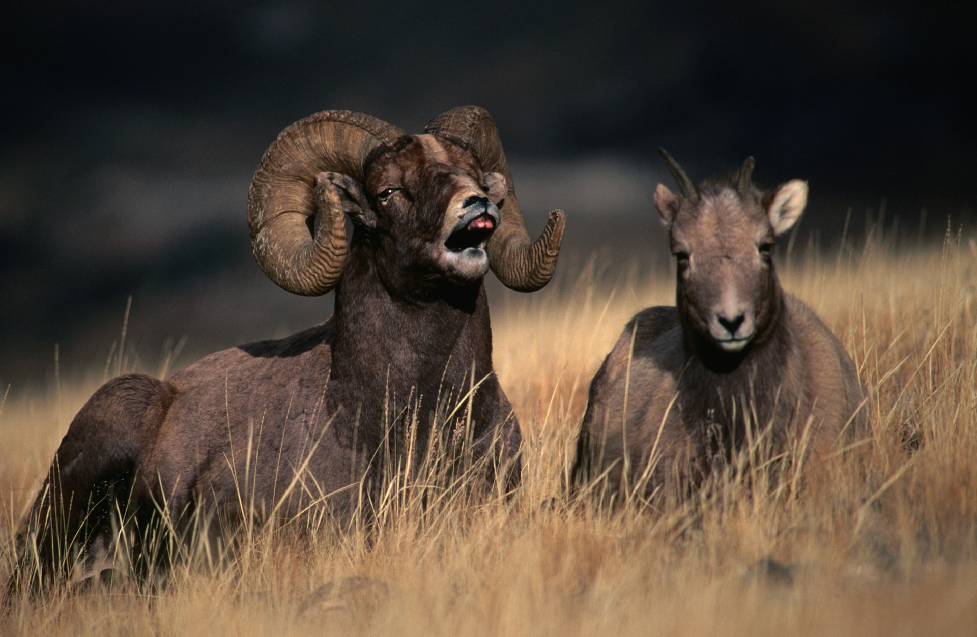 Two Rocky Mountain bighorn sheep sit in a field