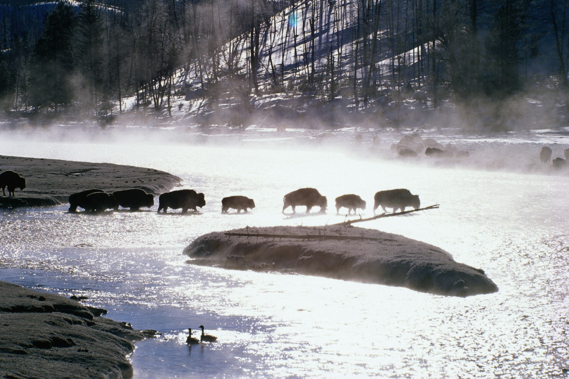 Bison and geese in Yellowstone National Park in winter, Wyoming, The West, USA