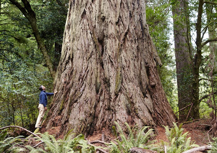 A giant redwood in Prairie Creek Redwoods State Park