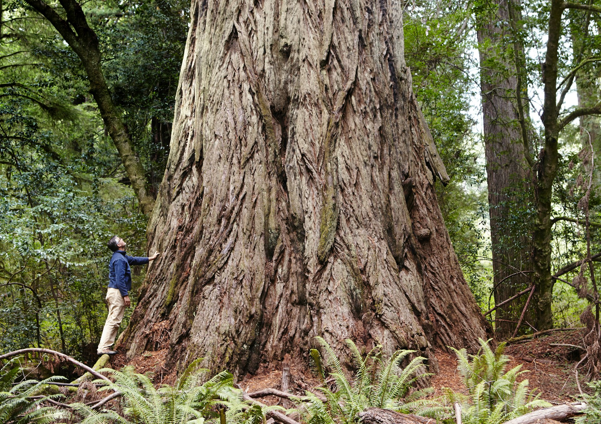 A giant redwood in Prairie Creek Redwoods State Park