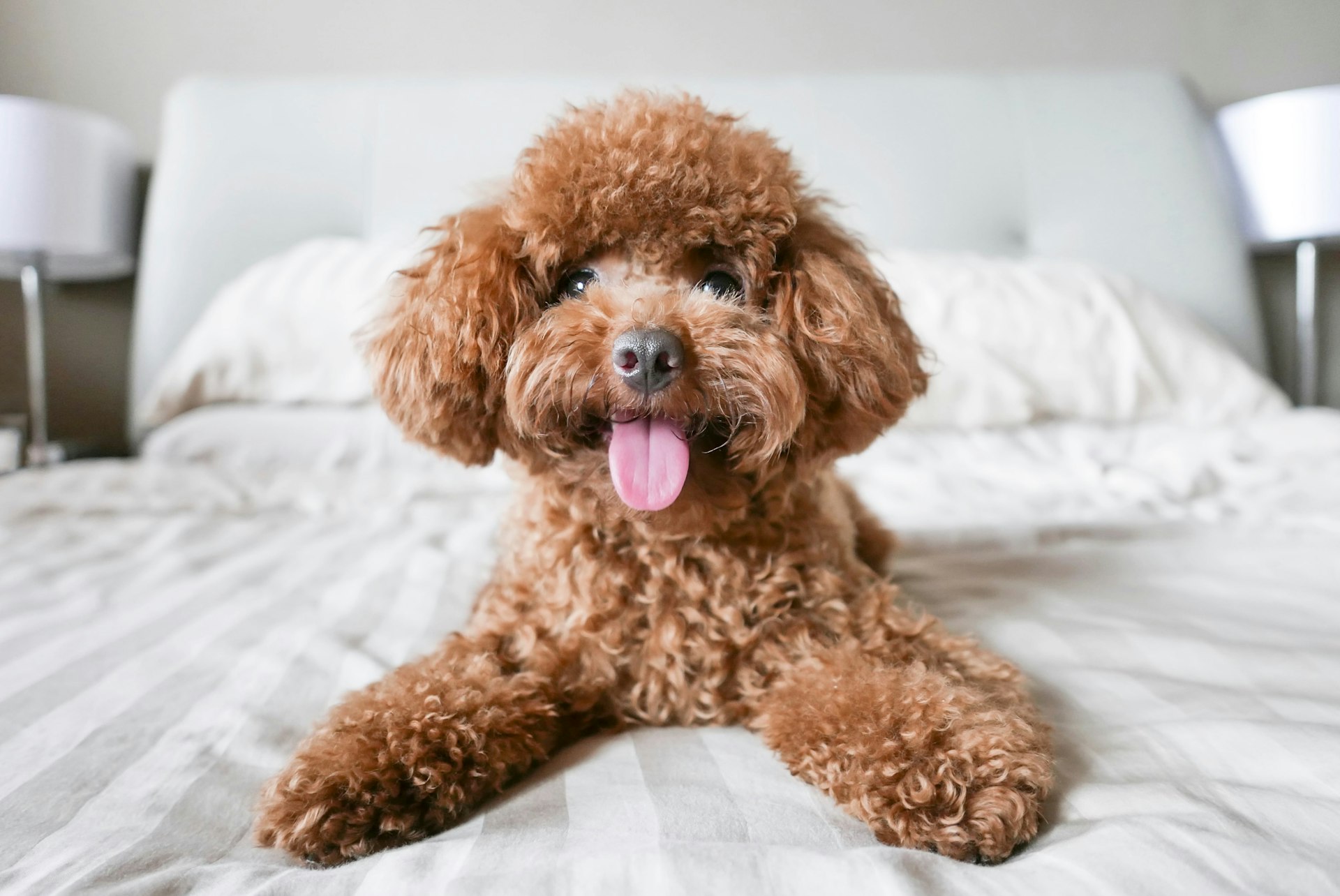 A labradoodle is lying on a white hotel bed with its tongue poking out