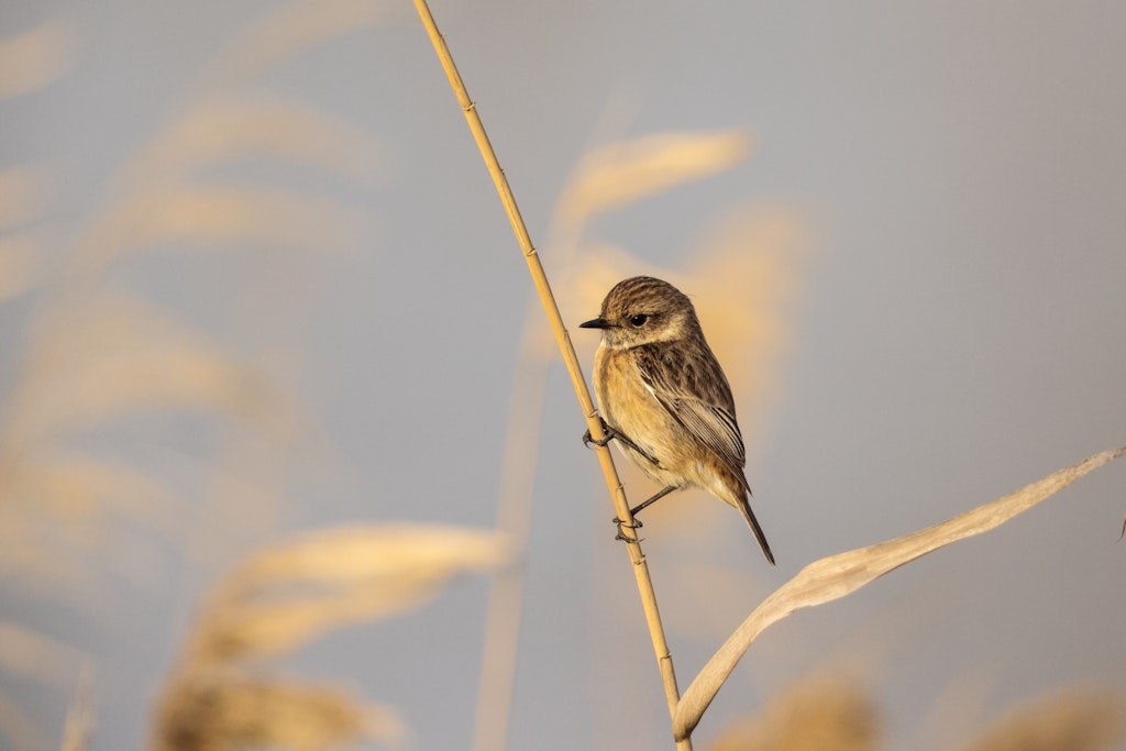 Best parks and nature reserves in Malta - Lonely Planet