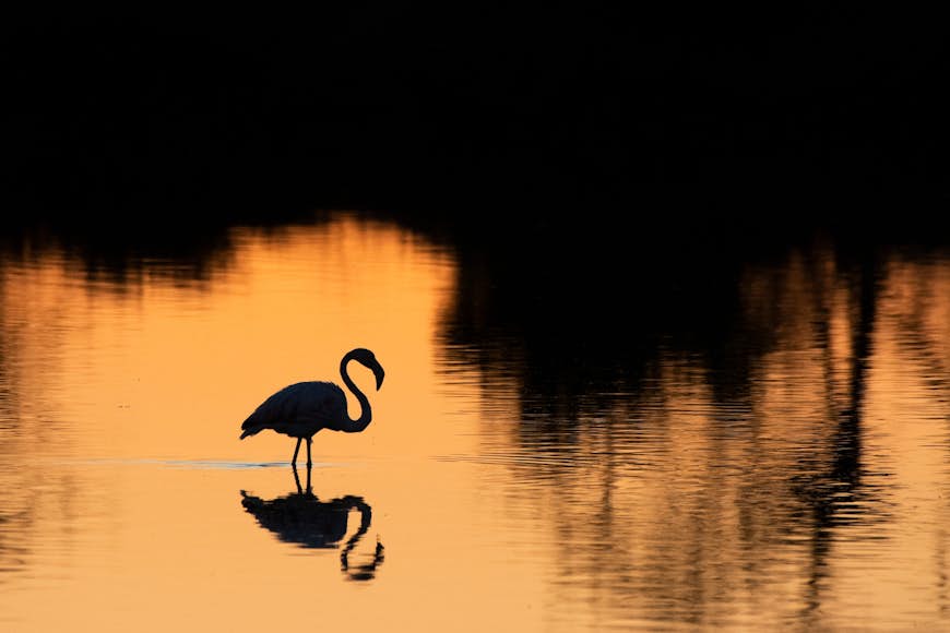 En flamingo silhuettad i solnedgångens ljus vadar i våtmarkerna i Parque Natural da Ria Formosa
