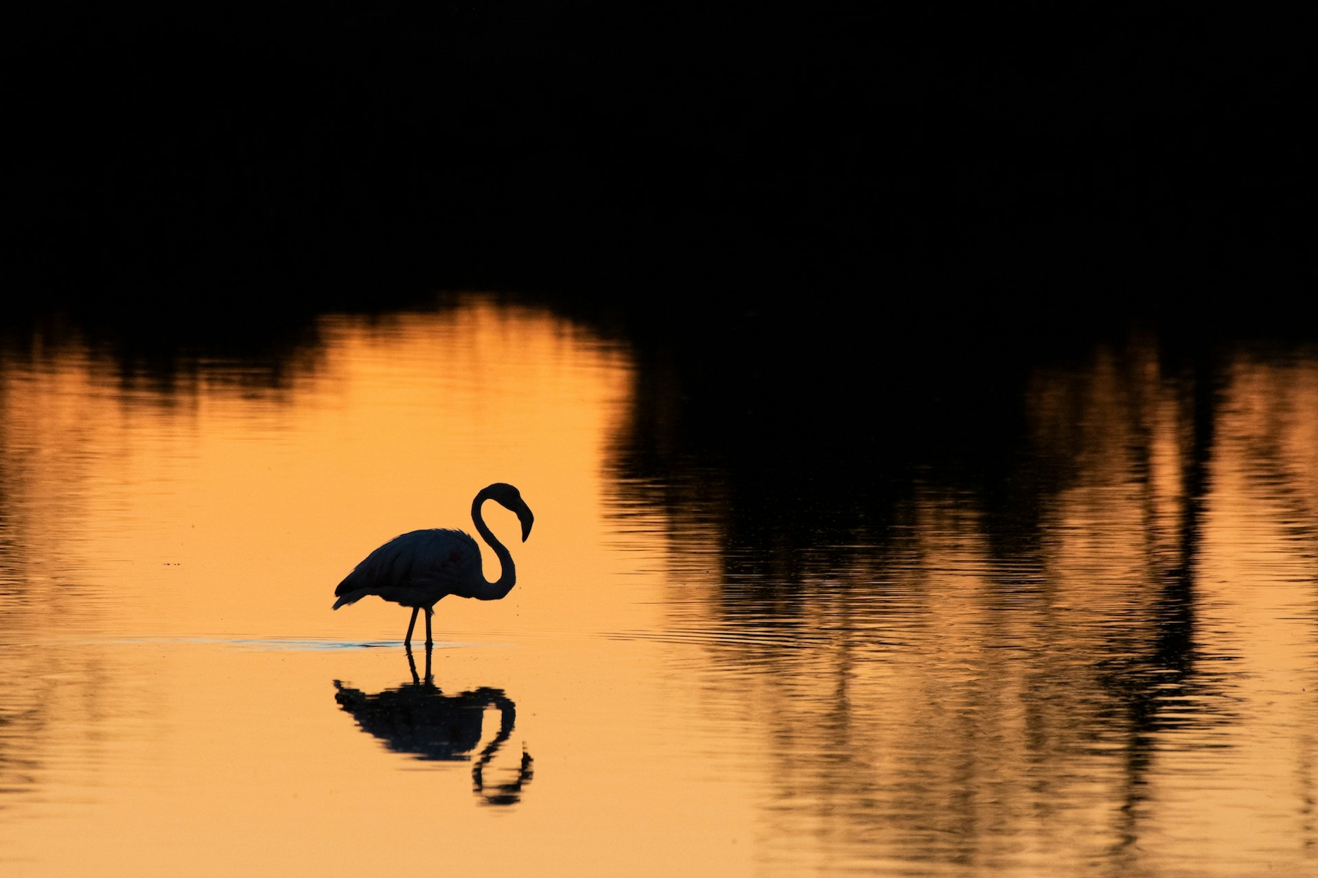 A flamingo silhouetted in the sunset light wades in the wetlands of Parque Natural da Ria Formosa