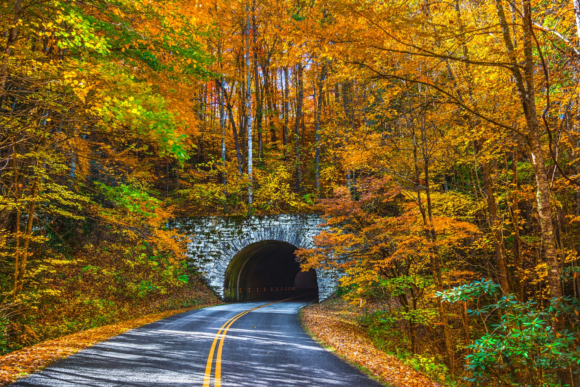 An empty road leading into a tunnel during fall, where the foliage is gold, yellow and orange
