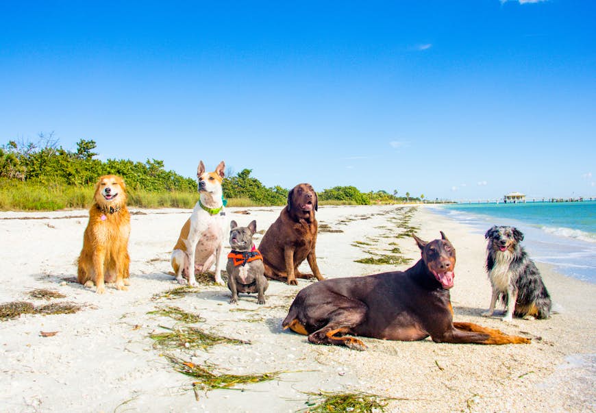 Group of dogs sitting on the beach in Fort de Soto, Florida