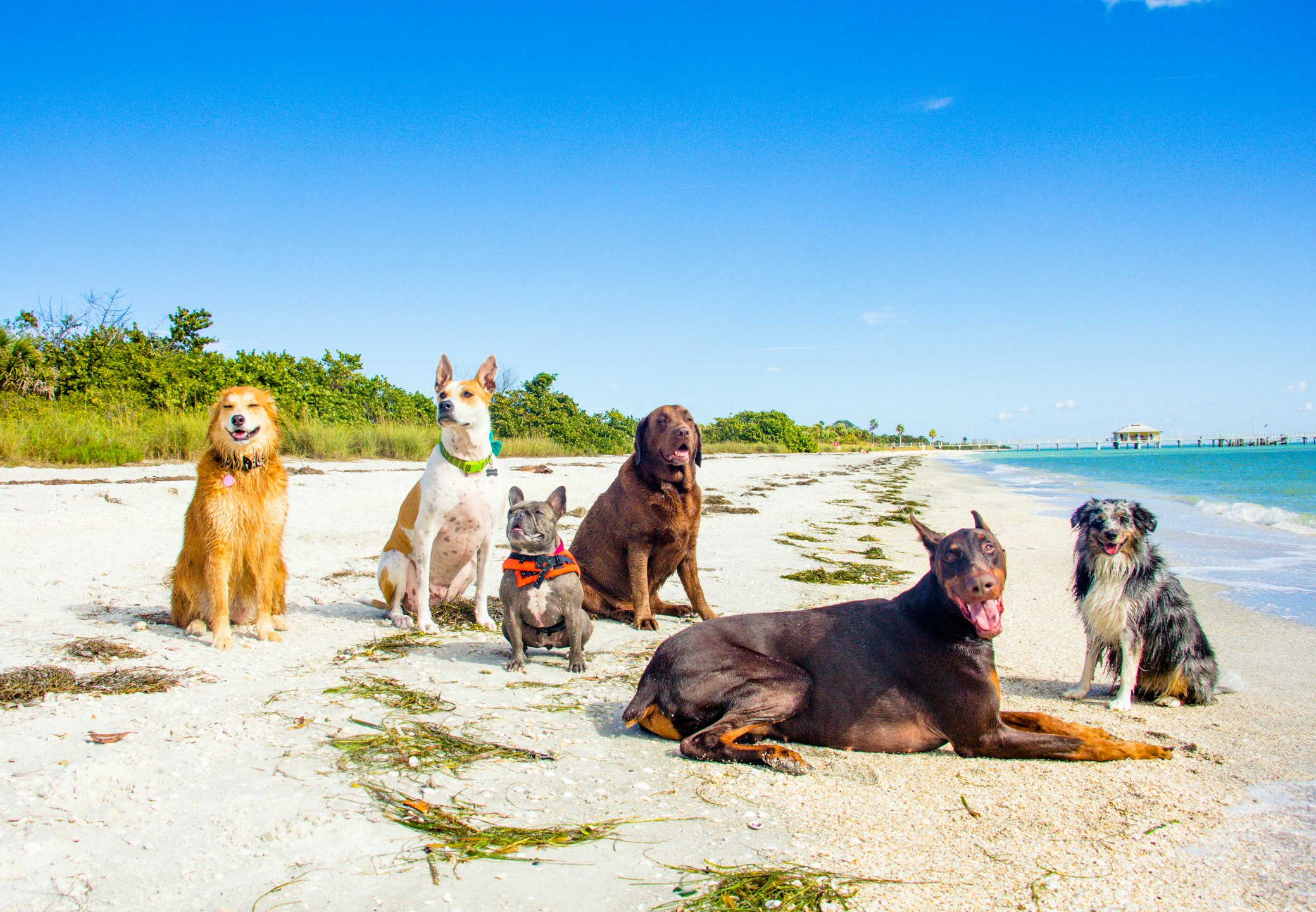 Pet friendly places in Mazatlán to celebrate your dog on his day