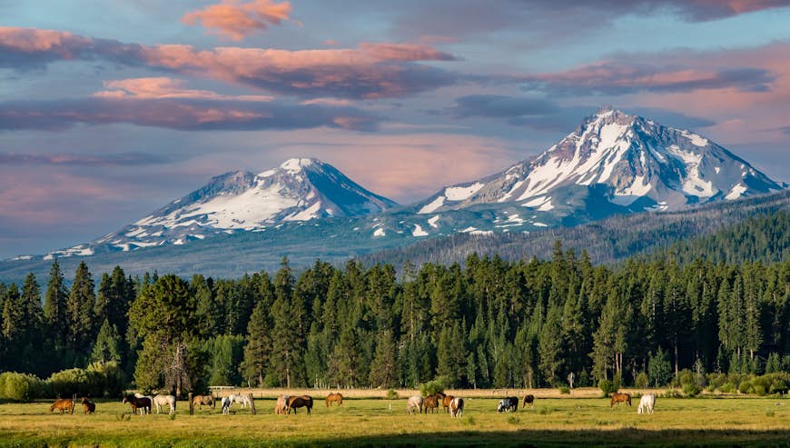 Horses grazing in a central Oregon meadow near Sisters with the three sisters mountains in the background