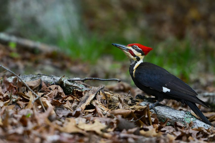 Calmeynbos, an elm forest in Belgium, attracts a number of birds