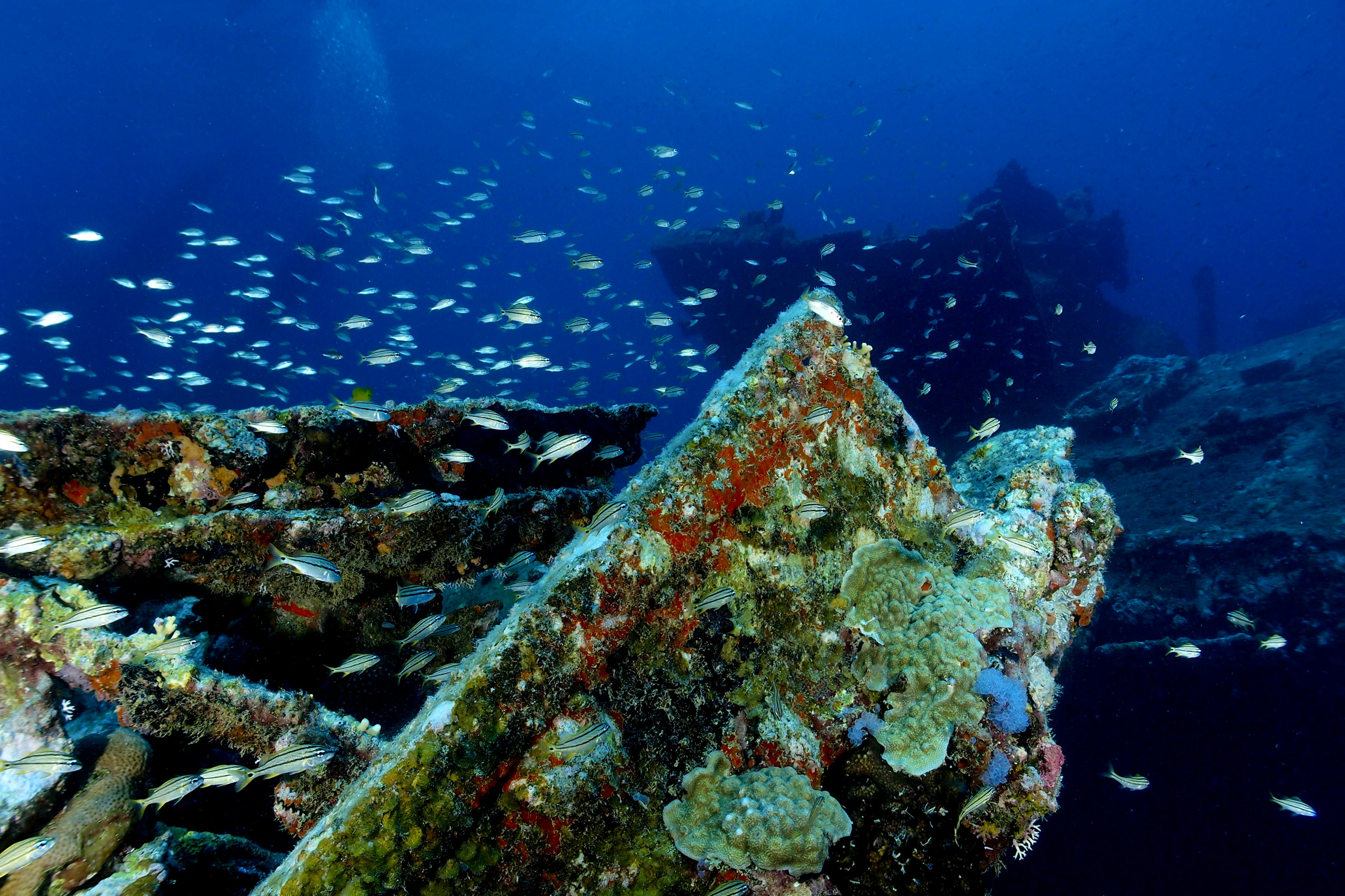 Fish swim around a shipwreck in Malmok Bay, Aruba