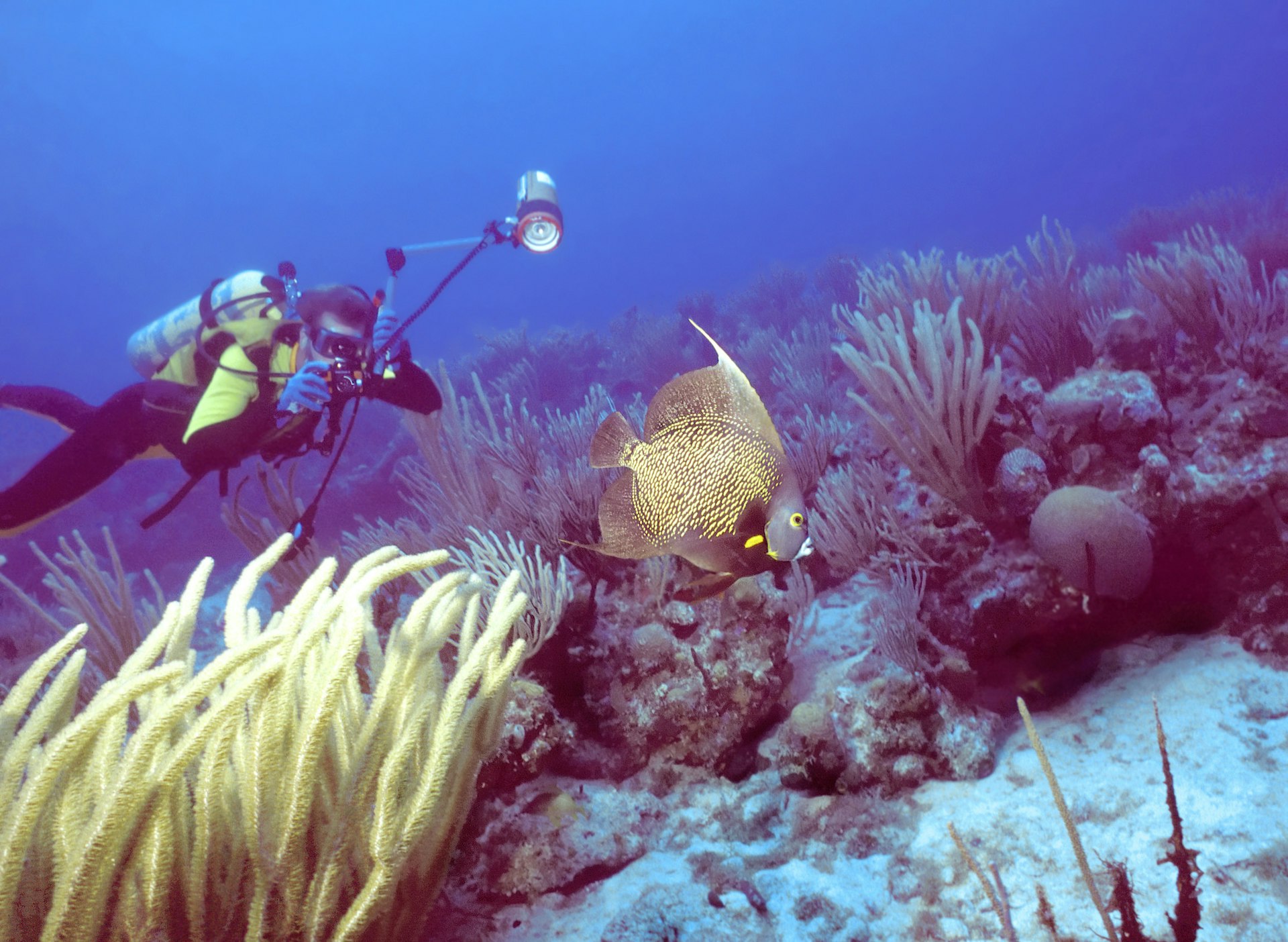 Underwater photographer getting a picture of a beautiful French angelfish on a shallow reef in St Kitts