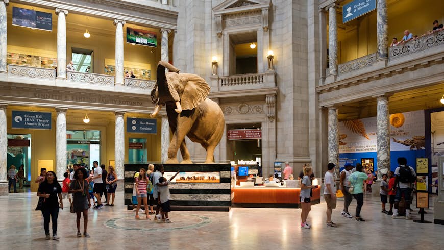 A huge taxidermied elephant is the centerpiece in the entrance hall of the National Museum of Natural History in Washington D.C.